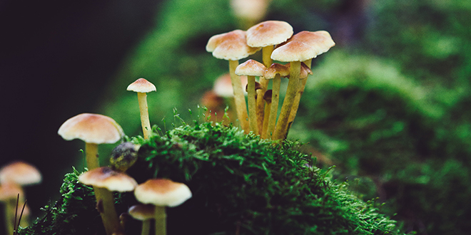 Mushrooms are secure-by-design